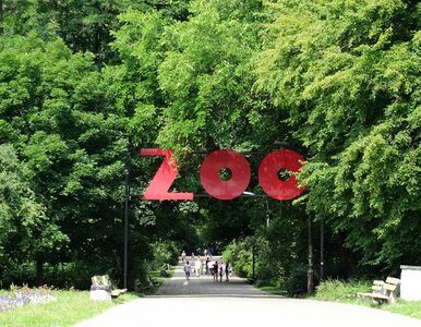 Miniatura: Warszawskie zoo wściekłe na zachowanie...