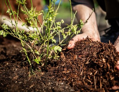 Miniatura: Wiosenne zakwaszanie ziemi pod borówkę....