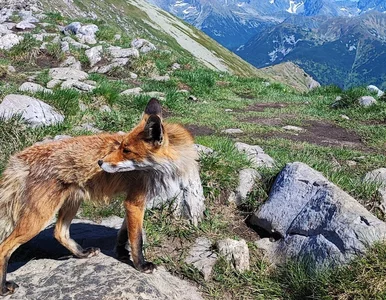 Miniatura: Tatry mają nową „gwiazdę”. „Lisek...