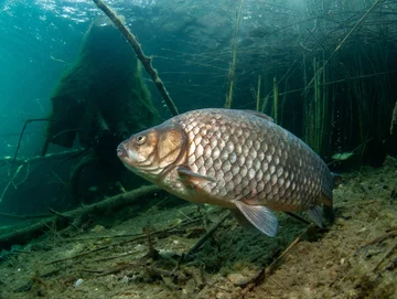 Karasie potrafią rosnąć naprawdę wielkie, co udowodnił w 2021 roku Radosław Krawczuk. Jego ryba ważyła 4,75 kg. A ile mierzyła?