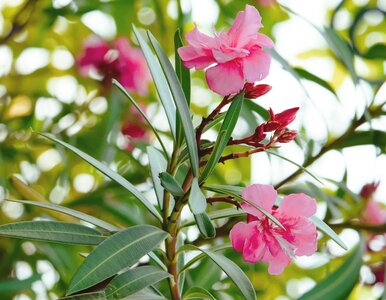 Miniatura: Goście rozczarowani wystawą roślin. Na...