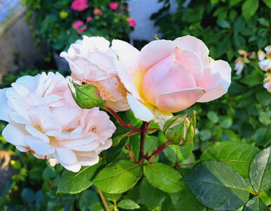 Miniatura: Wystarczy łyżka tego proszku, by uratować...