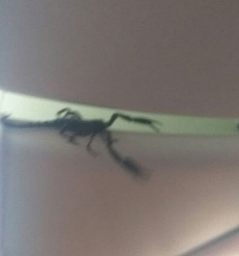 Skorpion na pokładzie samolotu 