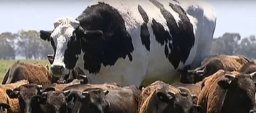 Siedmioletni byk ma 194 cm wysokości i waży 1,4 tony 