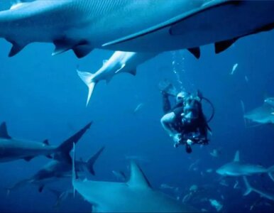 Miniatura: Najlepsze filmy o rekinach. Sprawdź, zanim...
