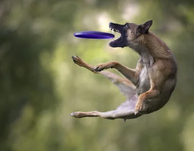 Miniatura: Tak wyglądają psy... w locie. Spójrzcie...