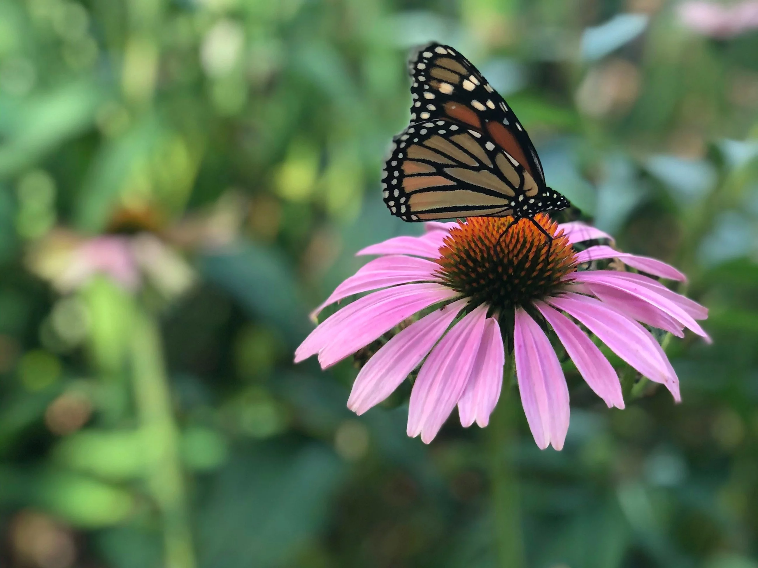 Możesz pracować w kwiaciarni? Zaraz to sprawdzimy!