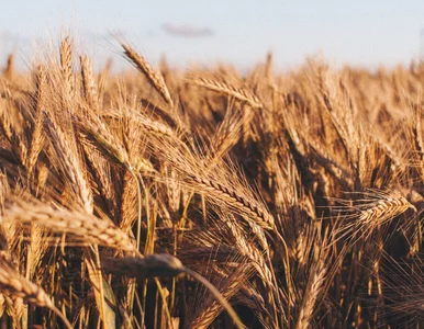 Miniatura: Naukowcy dotarli do kolekcji pszenicy...