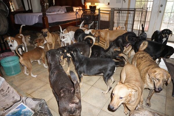 Miniatura: Chella Phillips przygarnęła 97 psów po...