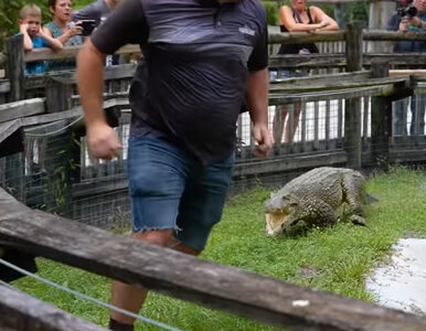 Najgroźniejszy krokodyl świata ruszył na człowieka. Jest nagranie