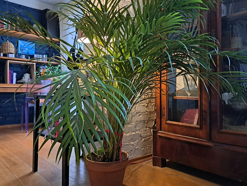 Palma areka – jeszcze rok temu mieściła się na parapecie