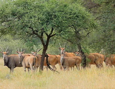Miniatura: Wielka migracja antylop. „Skala jest...