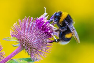 Trzmiel