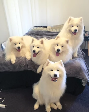 Samojedy i rodzina Sary Hegarty 