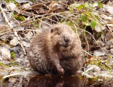 Miniatura: Internauci pokochali bobra, który myje...