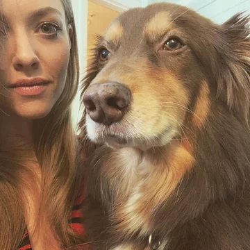 4. Finn – pies Amandy Seyfied Kiedy aktorka akurat nie gra w kasowych produkcjach takich jak "Mama Mia!", edukuje swoich fanów na temat problemów zwierząt w schroniskach i zachęca do adopcji. Konto jej psa na Instagramie obserwuje 81,3 tys. fanów. Finn adoptowany został przez aktorkę po tym, jak pojawił się na planie produkcji HBO "Big Love".