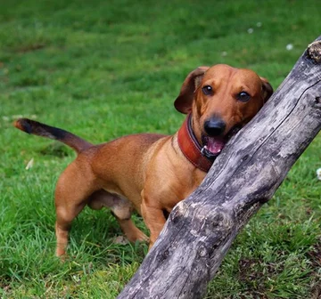 Bosco, jamnik, który został „królem patyków” 