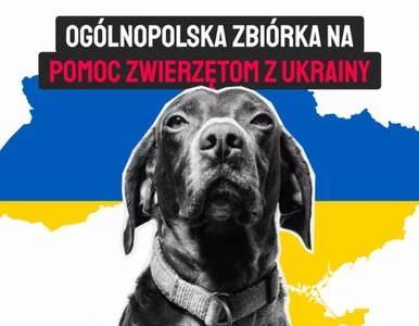 Miniatura: Ciche ofiary wojny Rosji z Ukrainą. Jak...