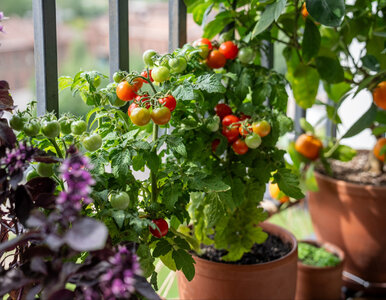 Miniatura: Masz pomidory bez owoców? Na balkonie to...