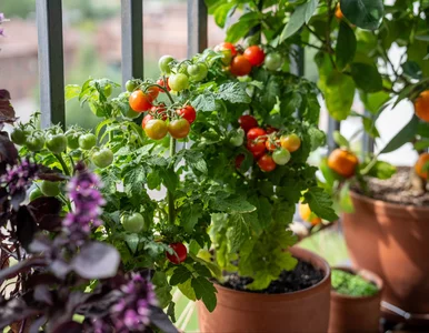 Miniatura: Masz pomidory bez owoców? Na balkonie to...