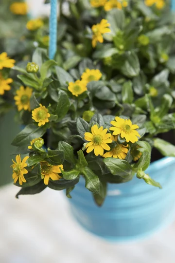 Polegnatka rozesłana 