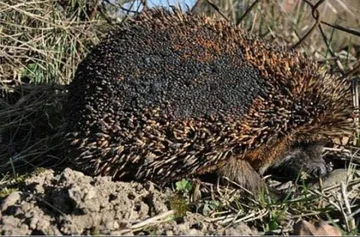 Zwierzęta giną przez wypalanie traw 