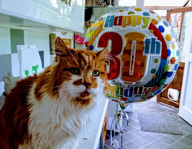 Miniatura: Nie żyje „najstarszy kot na świecie”....