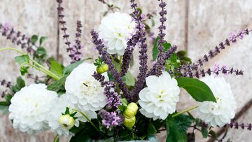 Bazylia kwiatowa Kwitnąca bazylia