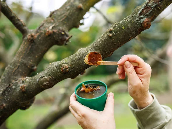 Miniatura: Zrób to zaraz po cięciu drzew. Ta domowa...