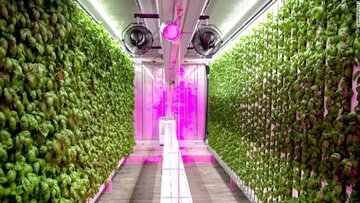 Kimbal Musk &ndash; rolnik wertykalny