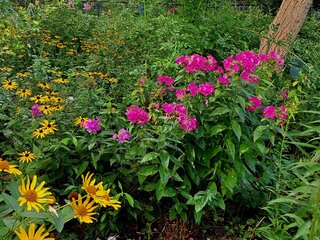 Floksy w&nbsp;przydomowym ogr&oacute;dku