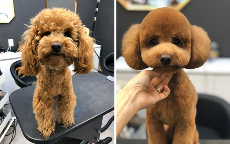Przed i po wizycie u pseigo fryzjera 