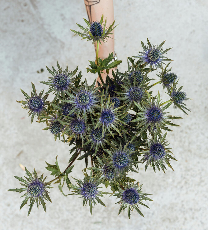 Mikołajek, czyli Eryngium w kompozycji bukietowej