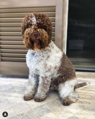 Miniatura: Urocze psy lagotto romagnolo podbijają...