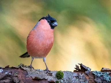 Miniatura: QUIZ. Rozpoznasz ptaki występujące w...