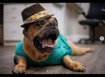 Psy jako modele. Niecodzienna sesja schroniska 