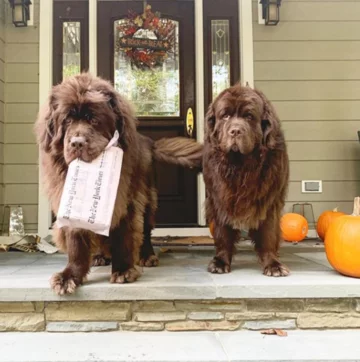 Ranger i Bentley 