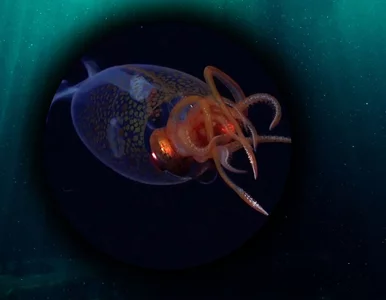 Miniatura: Kałamarnica jak z legend. Olbrzyma udało...