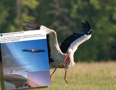 Miniatura: Umieścili na bocianach miniaturowe...