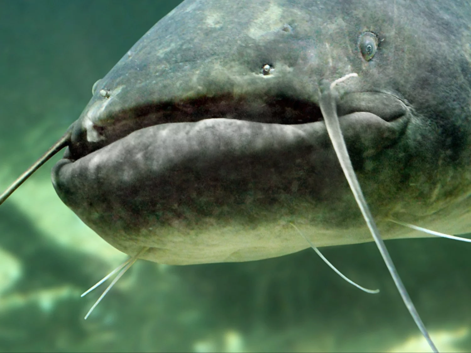 Myślisz, że znasz polskie ryby? Nasz QUIZ brutalnie to sprawdzi