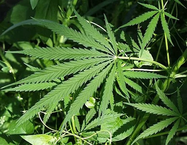 Miniatura: Polski emeryt wie jak dorobić