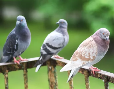Miniatura: Gołębie brudzą ci na balkonie? Ten prosty...