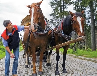 Miniatura: Koński dramat w Tatrach