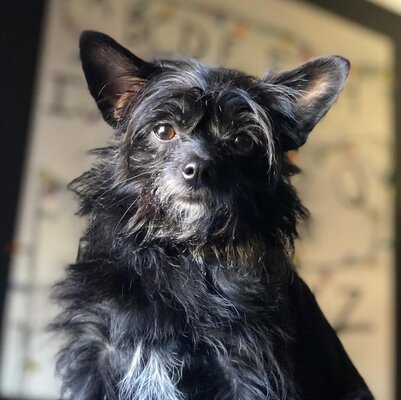 Miniatura: Terier szkocki znalazł się na liście ras...