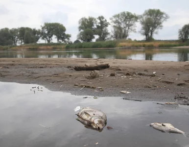 Miniatura: Naukowcy zbadali odcinek Odry. „Są dwie...