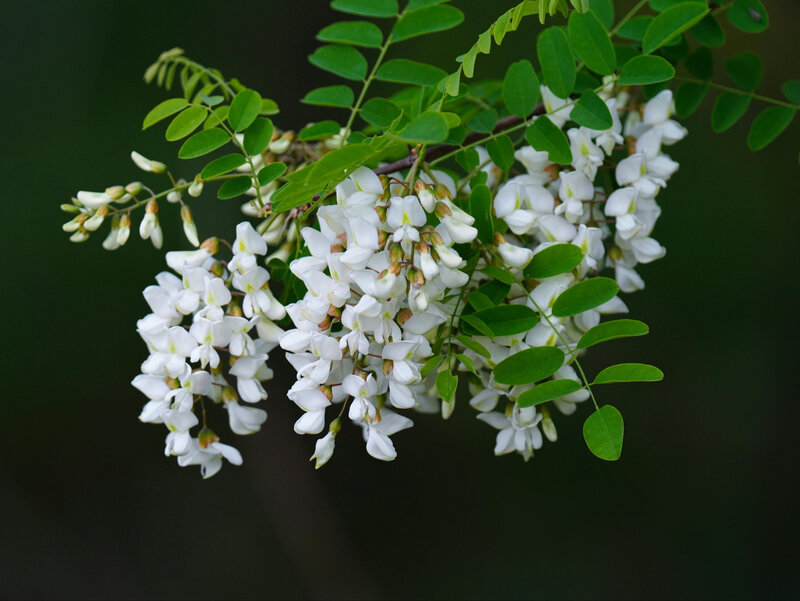 Rabinia akacjowa Robinia pseudoacacia