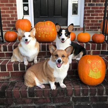 Psy corgi – Reecie, Peanut i Buttercup 