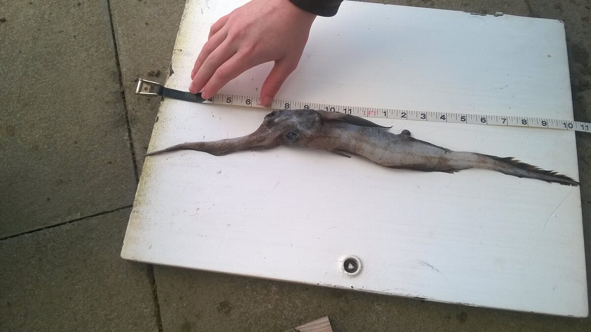 Przerażająca ryba wyłowiona u wybrzeży Szkocji 