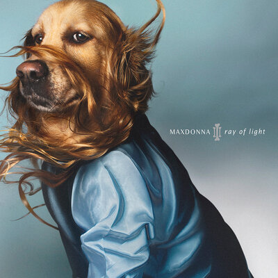 Miniatura: Maxdonna - pies Max przebrany za Madonnę