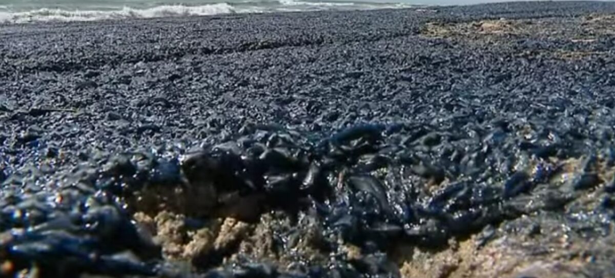 Velella 